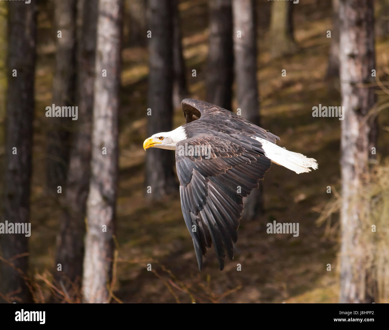 White headed raptor hi-res stock photography and images - Alamy