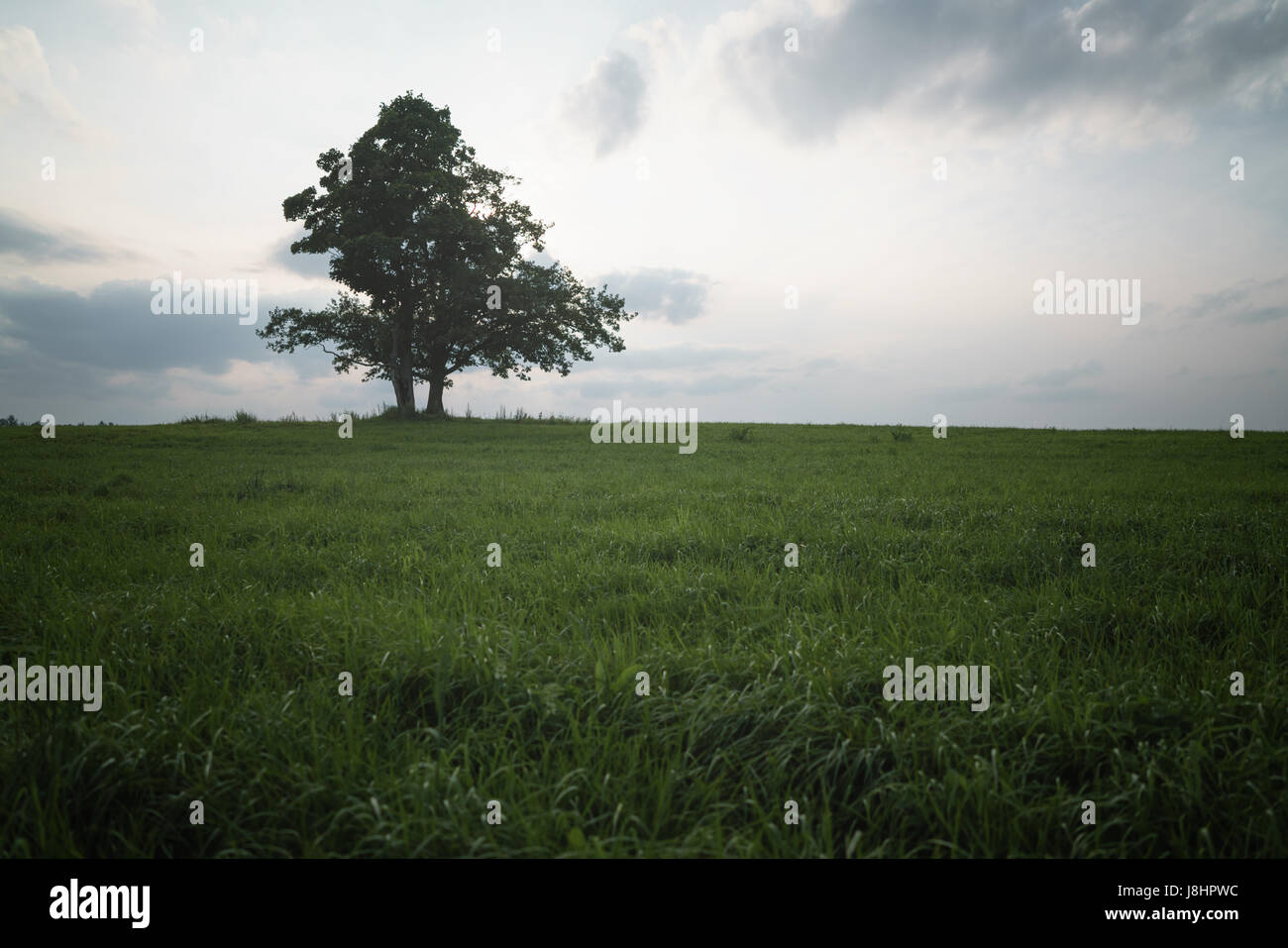 oak and maple grow together on green field Stock Photo Alamy