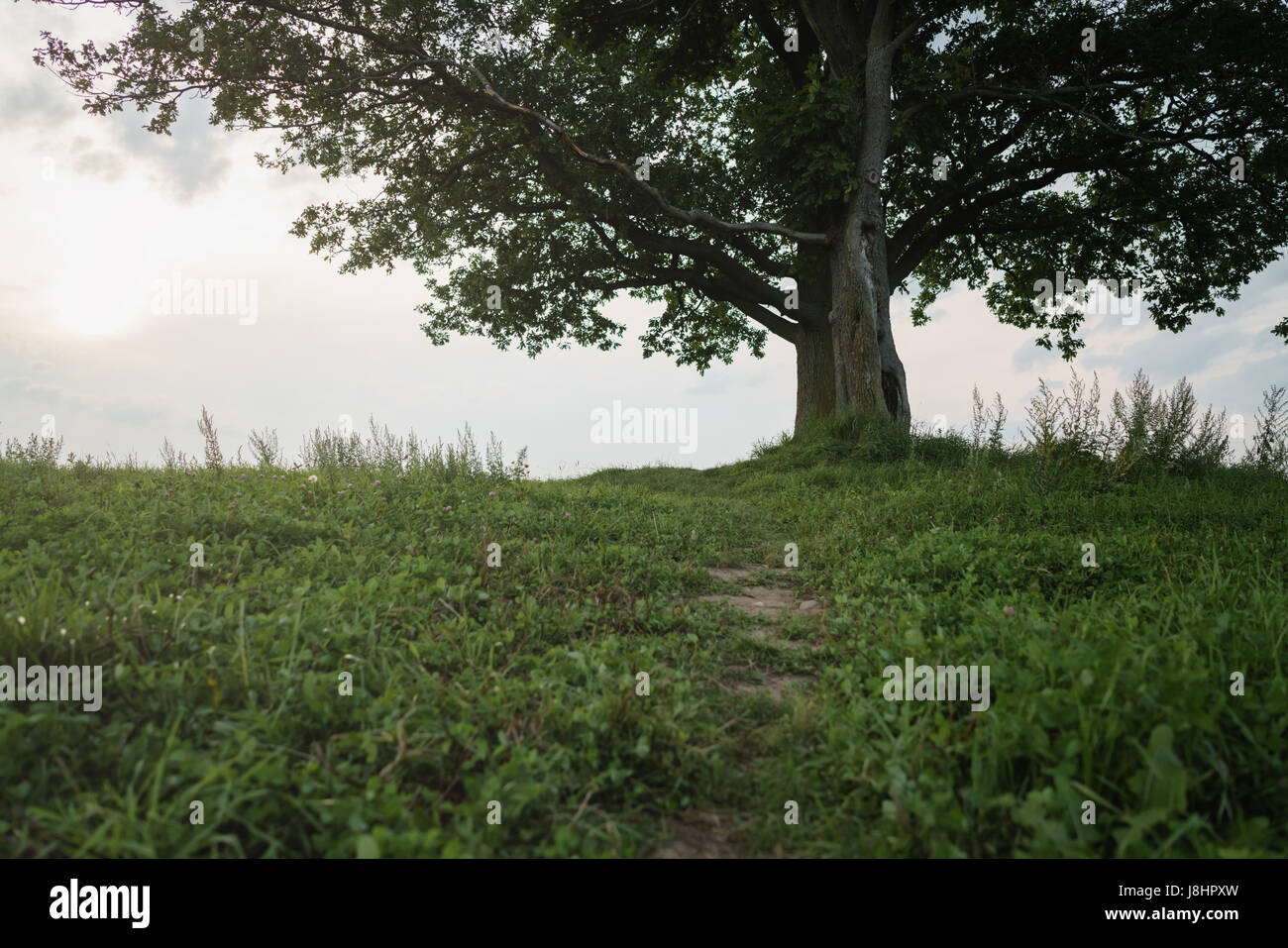 oak and maple grow together on green field low angle Stock Photo Alamy