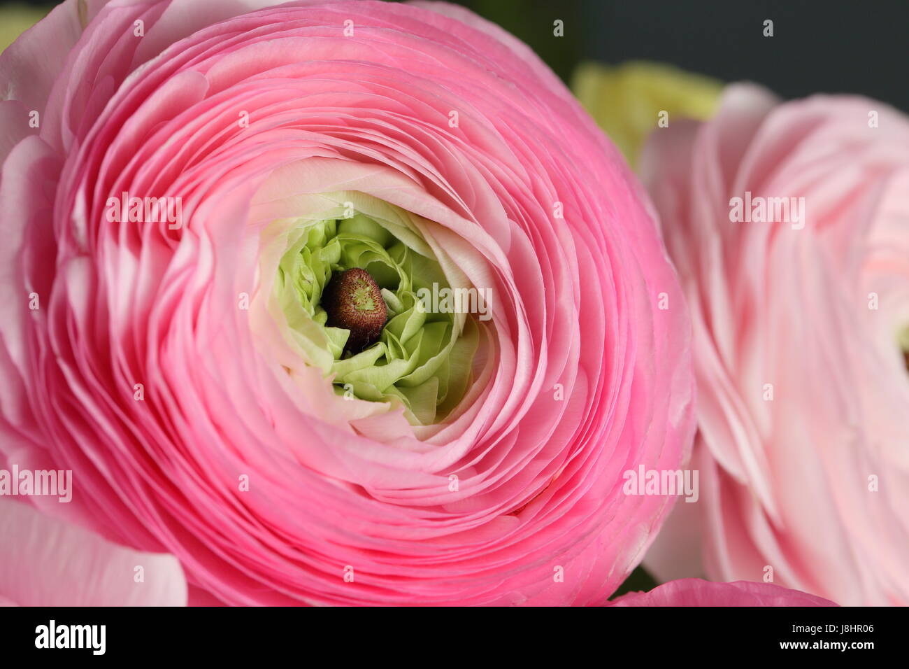 Multicolor buttercup, Ranunculus in the glass vase on the gray ...