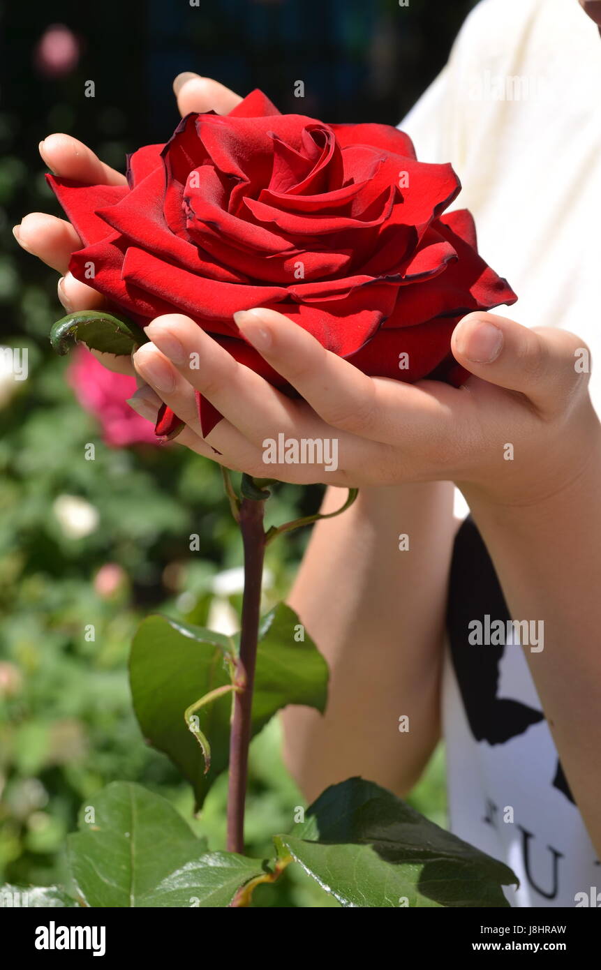 Red rose in female hands against a background of grass. Grows Stock Photo -  Alamy