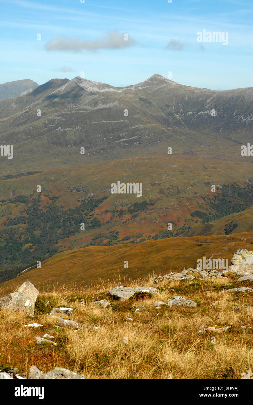 forest in the valley Stock Photo - Alamy