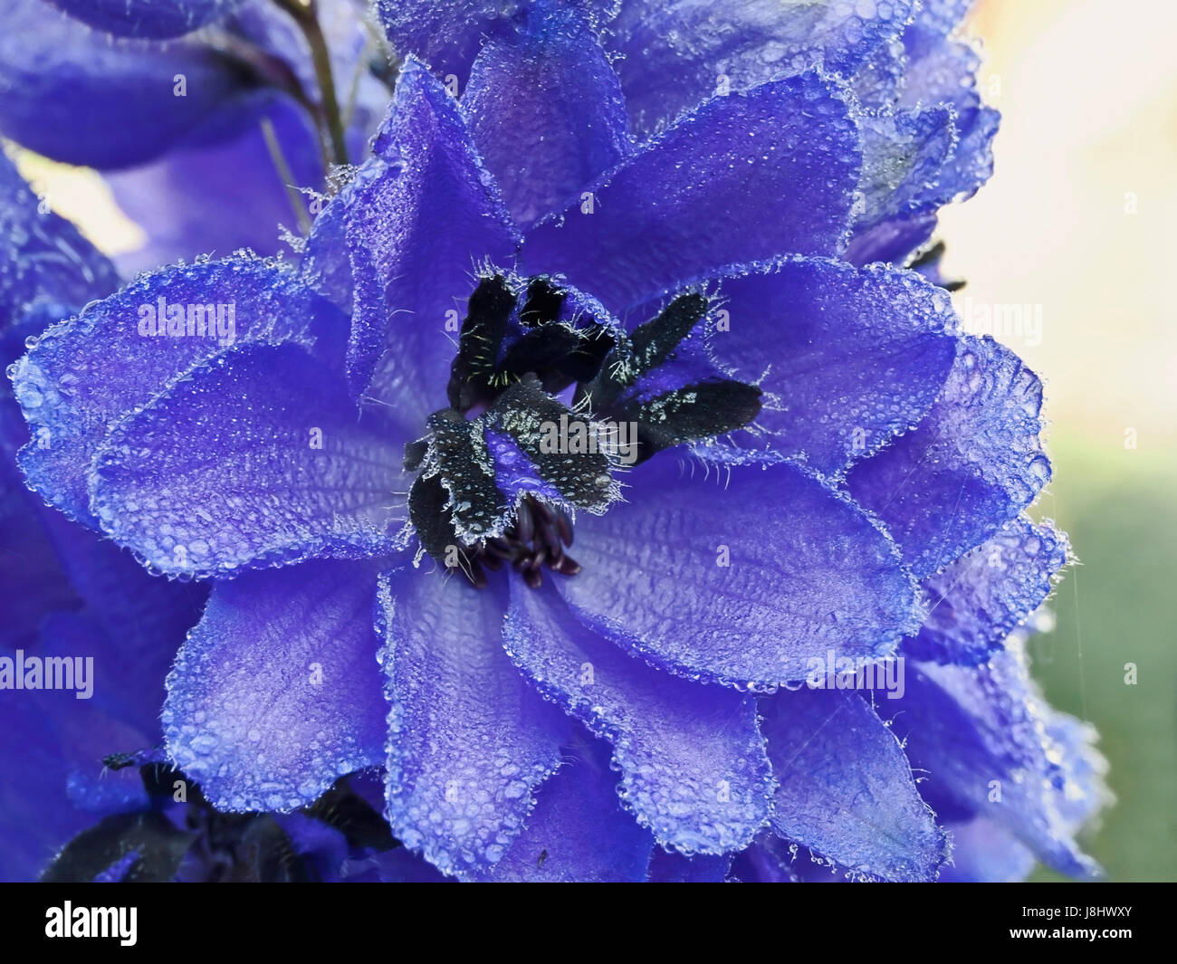 Delphinium close up black blue hi-res stock photography and images - Alamy