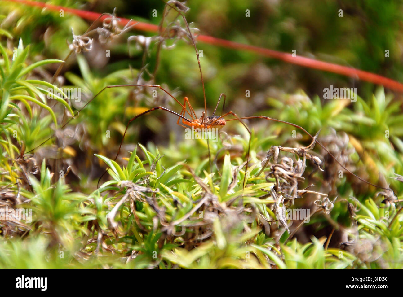 fodder, insect, spider, fly, doll, to gorge, engulf, devour, page, sheet, bee, Stock Photo