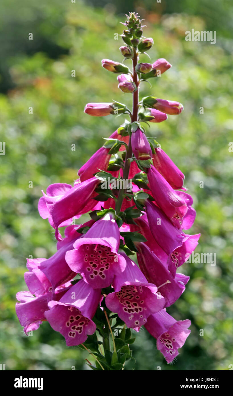 poison, thimble, digitalis, medicinal plant, medical science, red