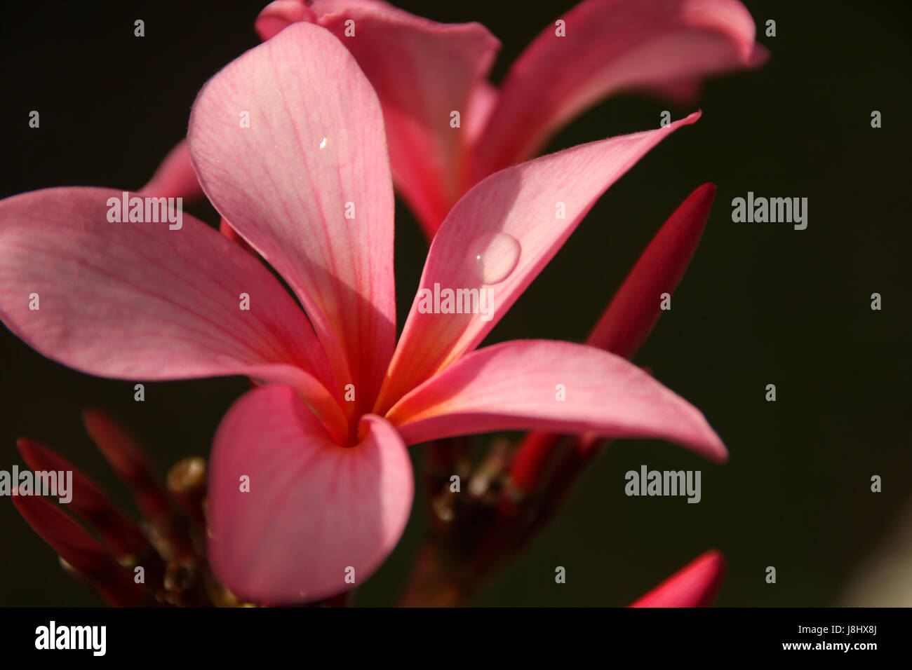 flower, plant, bloom, blossom, flourish, flourishing, macro, close-up, macro Stock Photo