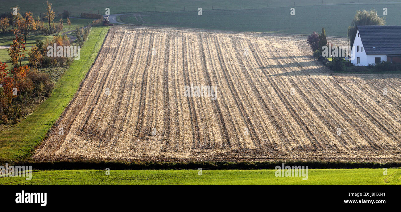 corn field after harvesting Stock Photo - Alamy