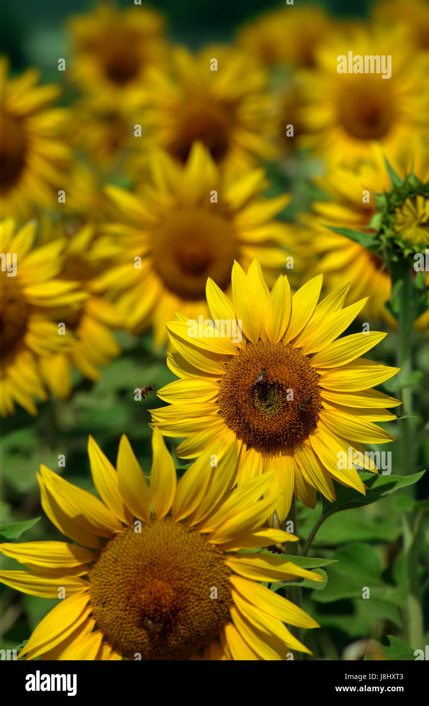 field, flower, flowers, plant, summer, summerly, sunflowers, yellow, insect, Stock Photo