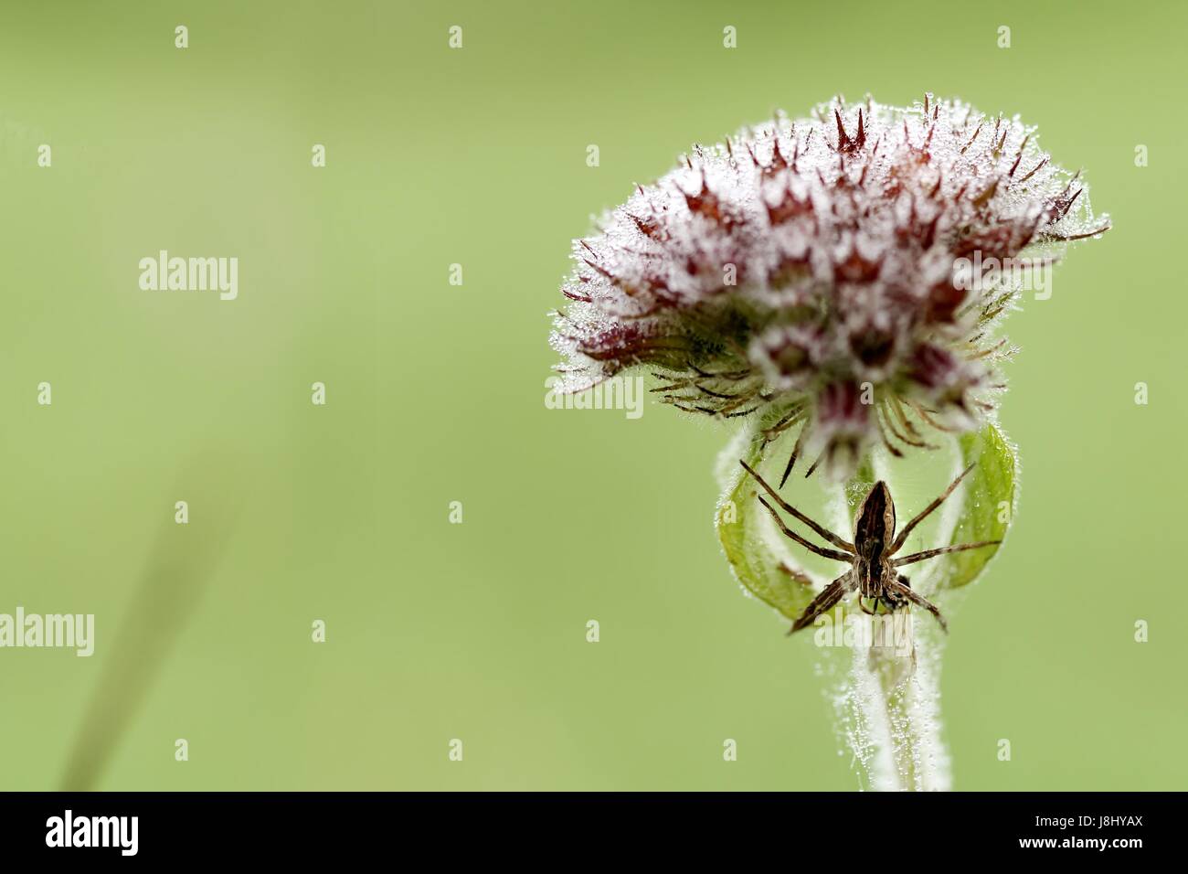 spider, plant, spider, plant, gemeiner wirbeldost, clinopodium vulgare, Stock Photo