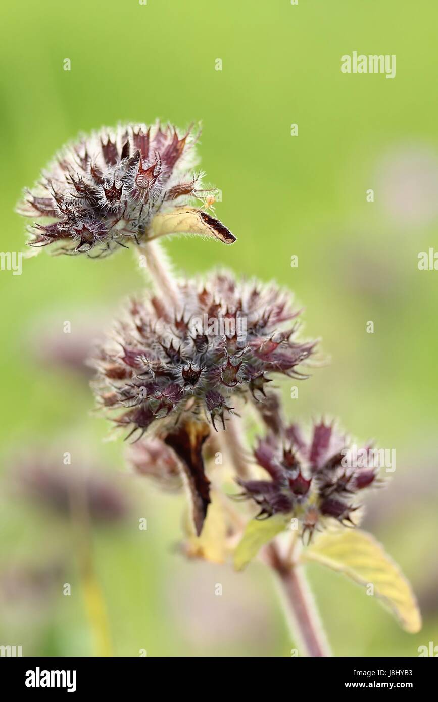 plant, plant, gemeiner wirbeldost, clinopodium vulgare, calamintha clinopodium, Stock Photo