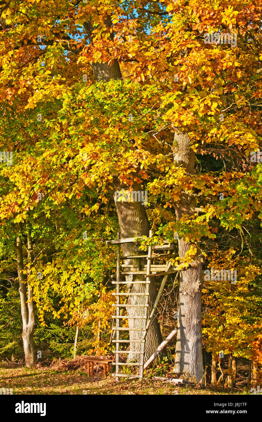 autumnal, discoloration, autumn foliage, deerstand, hunting, chase, red, fall, Stock Photo