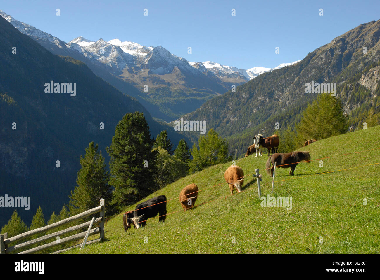 agriculture, farming, south tyrol, mountain, scenery, countryside, nature, Stock Photo