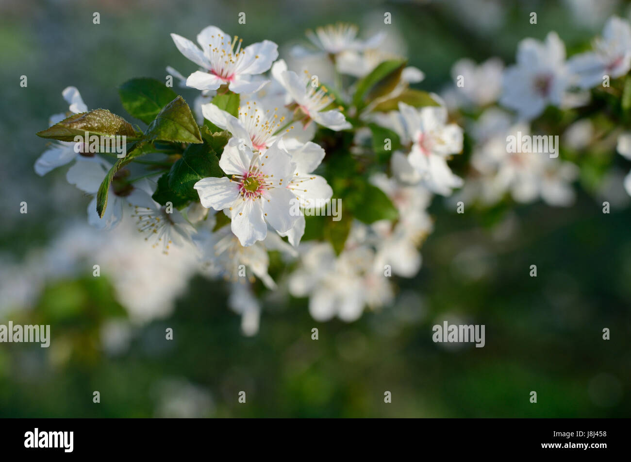Beautiful Tree Flowers in the Spring Stock Photo - Alamy