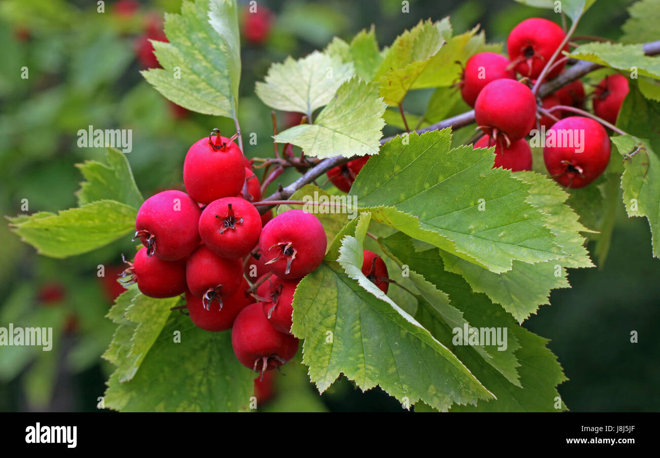 berries, whitethorn, red, progenies, fruits, shrub, bush, berries, whitethorn, Stock Photo