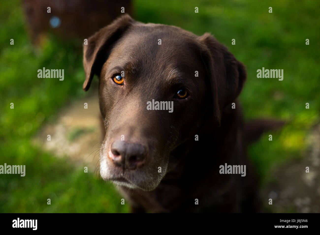 Chocolate Labrador Dog Portrait Stock Photo Alamy
