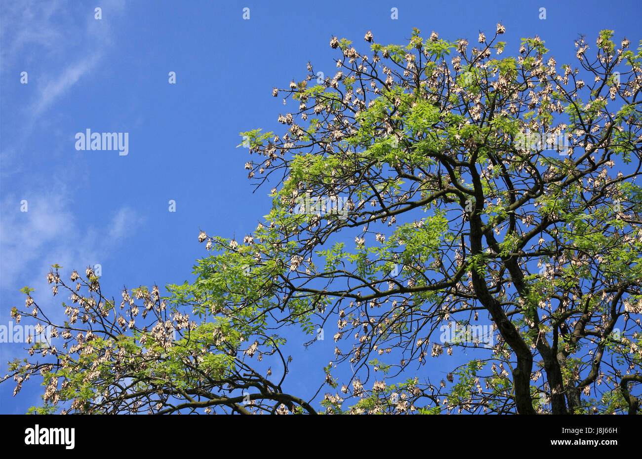 acacia tree with seeds Stock Photo
