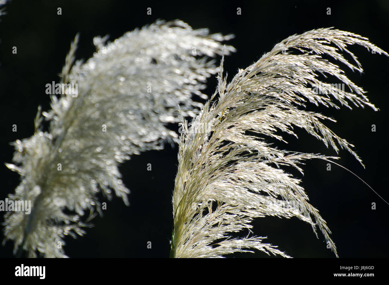 meadow, grass, lawn, green, plant, nature, fall, autumn, plant, grasses