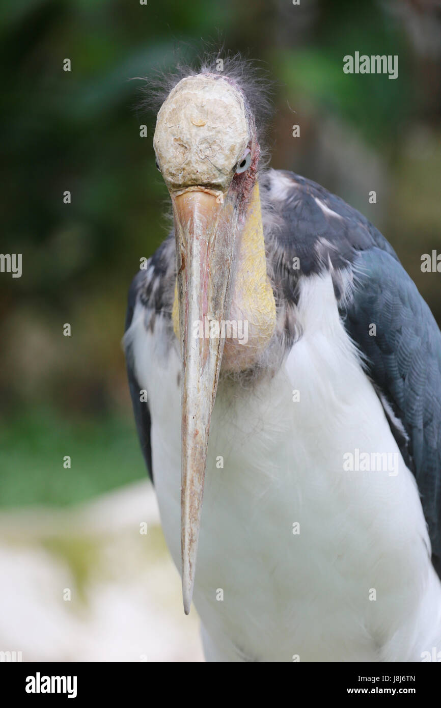 Lesser adjutant stork bird in the nature Stock Photo - Alamy