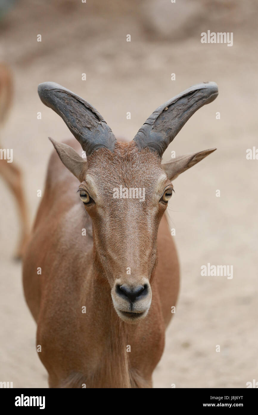 Head of Brown Goat or Capra Hirous in nature and is wildlife species ...