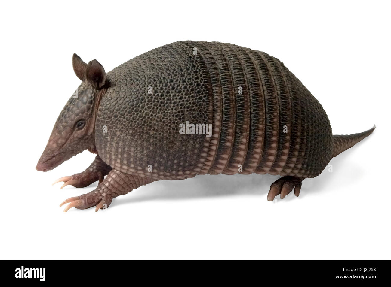 mammal, wildlife, claws, armadillo, armor, battleship, viviparous, mammal Stock Photo Alamy