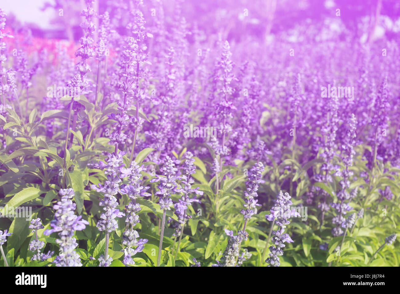 Lavender flowers blooming Vintage color in the garden for design nature background. Stock Photo