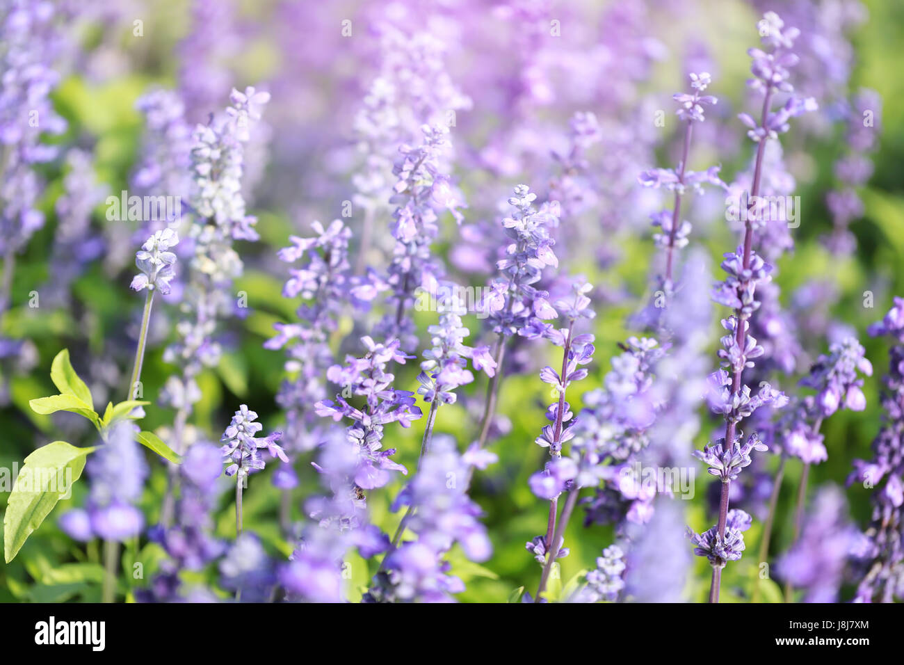 Lavender flowers blooming Vintage color in the garden for design nature background. Stock Photo
