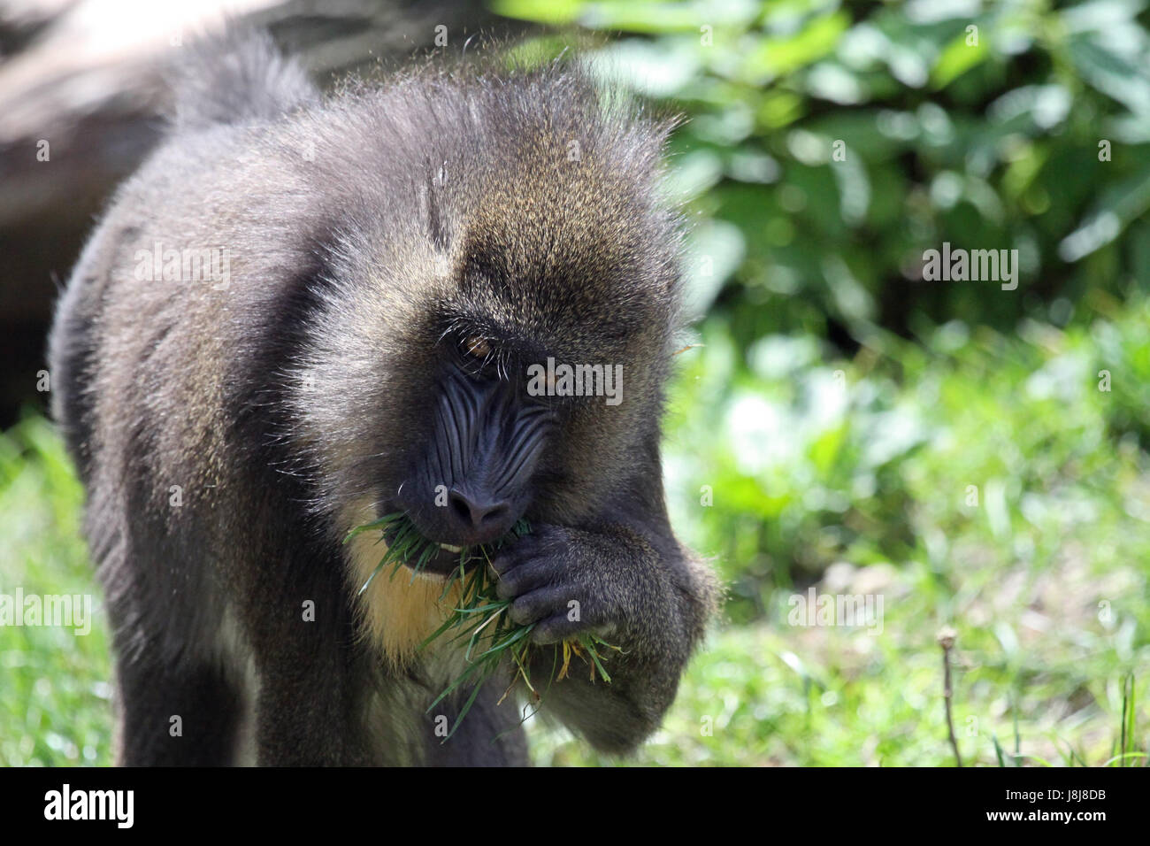 monkey, baboon, mandril, mammal, africa, monkey, to gorge, engulf, devour, Stock Photo