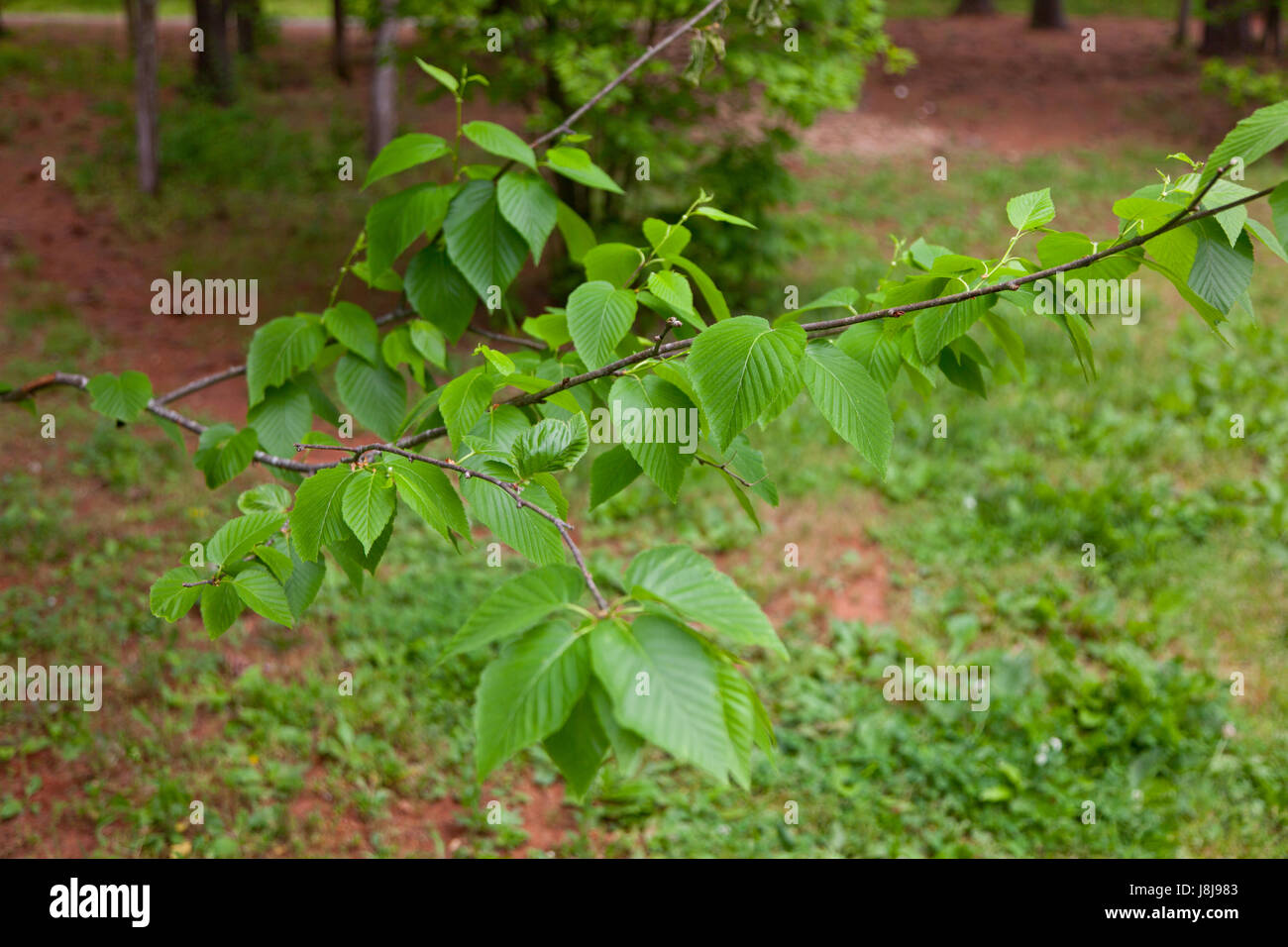 Sweet Birch tree or Betula lenta Stock Photo
