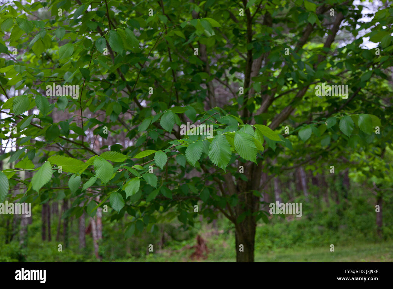 American Elm tree or Ulmus americana Stock Photo