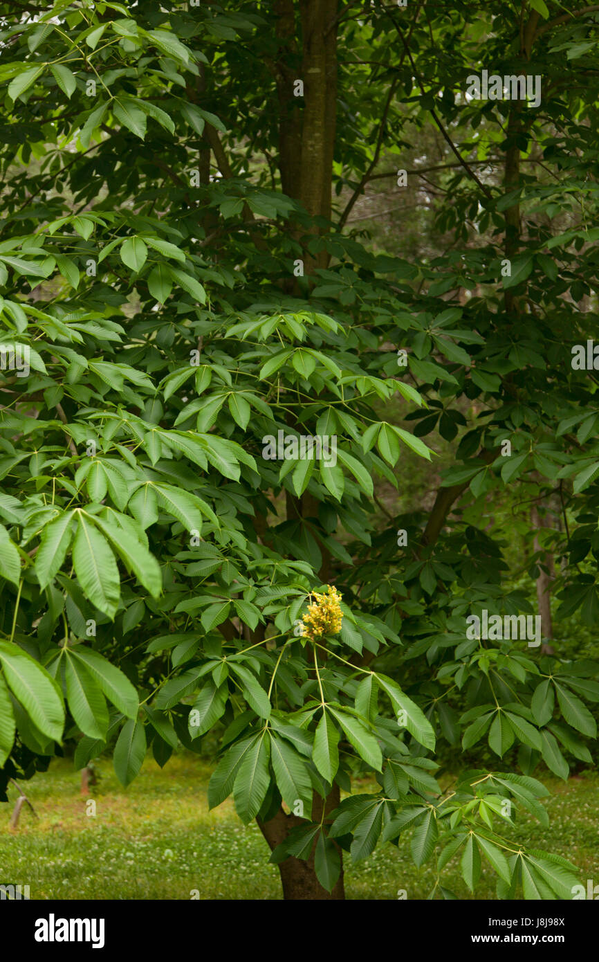 Yellow Buckeye or Aesculus octandra Stock Photo