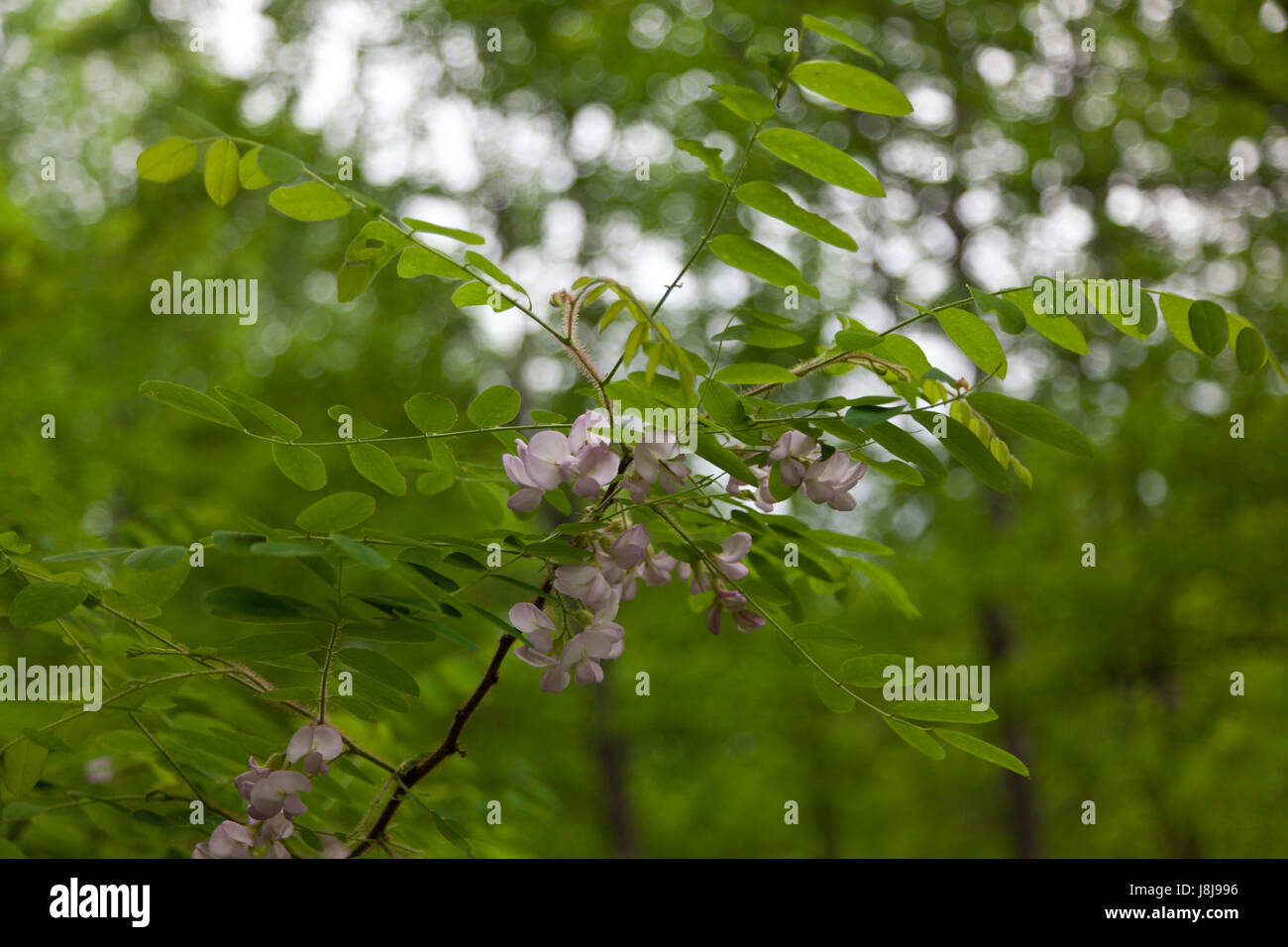 Moss Locust tree or Robinia hispida Stock Photo