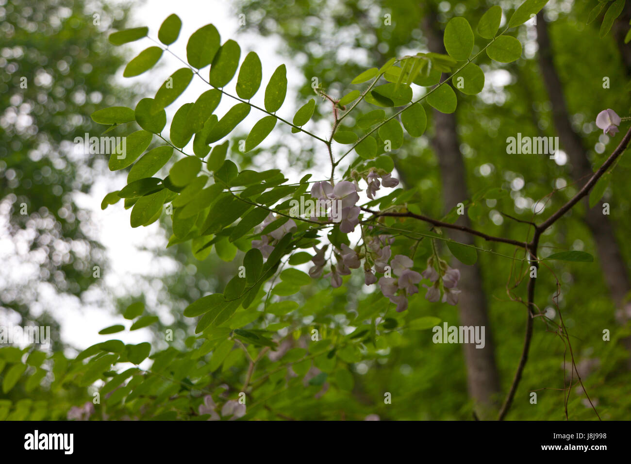 Moss Locust tree or Robinia hispida Stock Photo