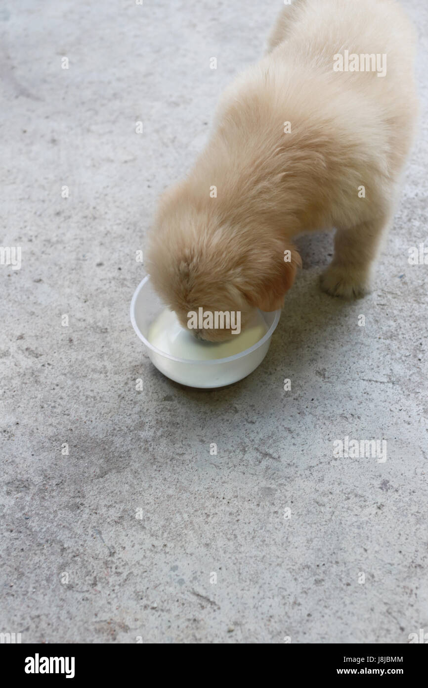 Can Puppies Walk On Concrete