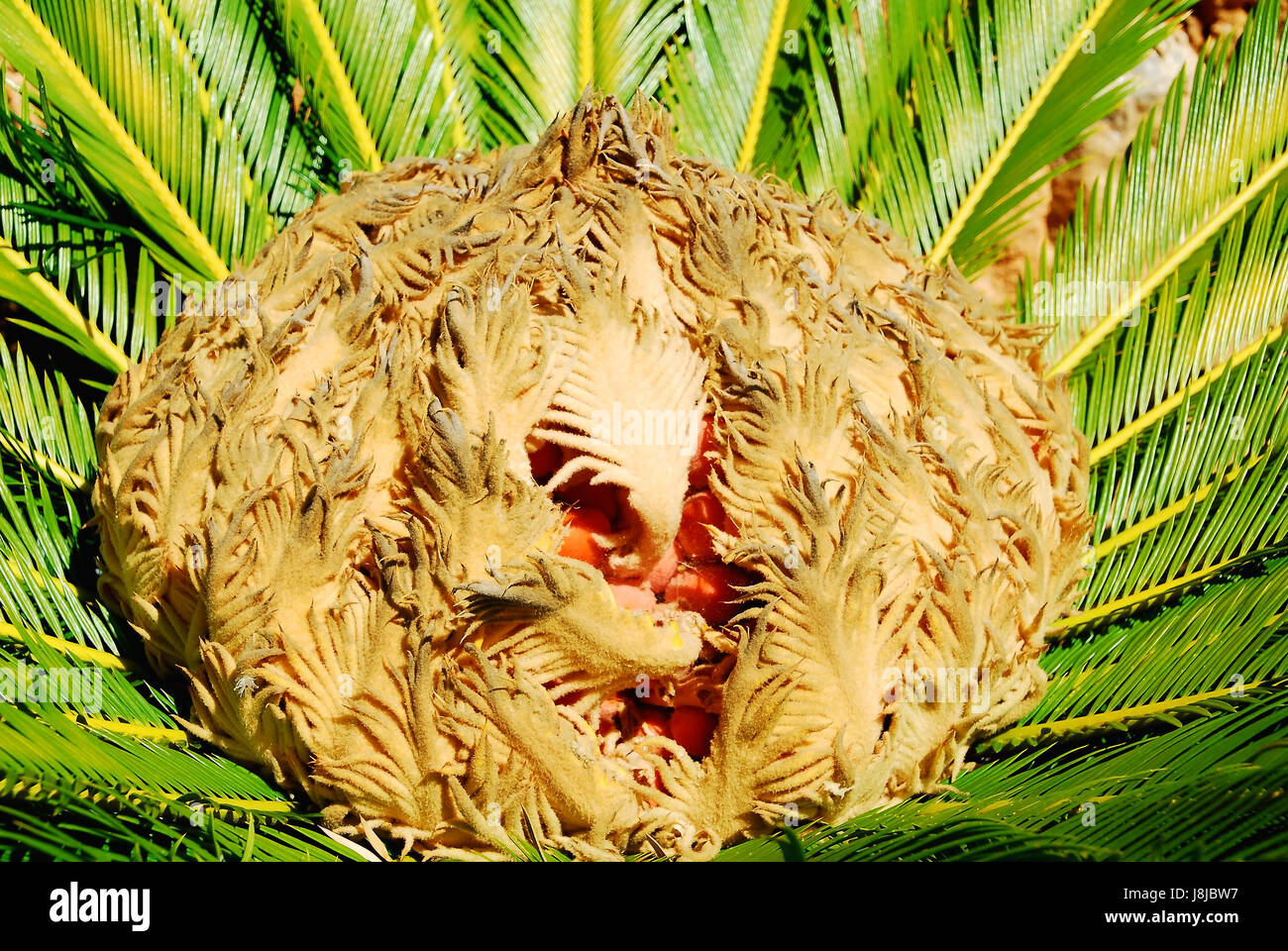 female seed plant Stock Photo Alamy