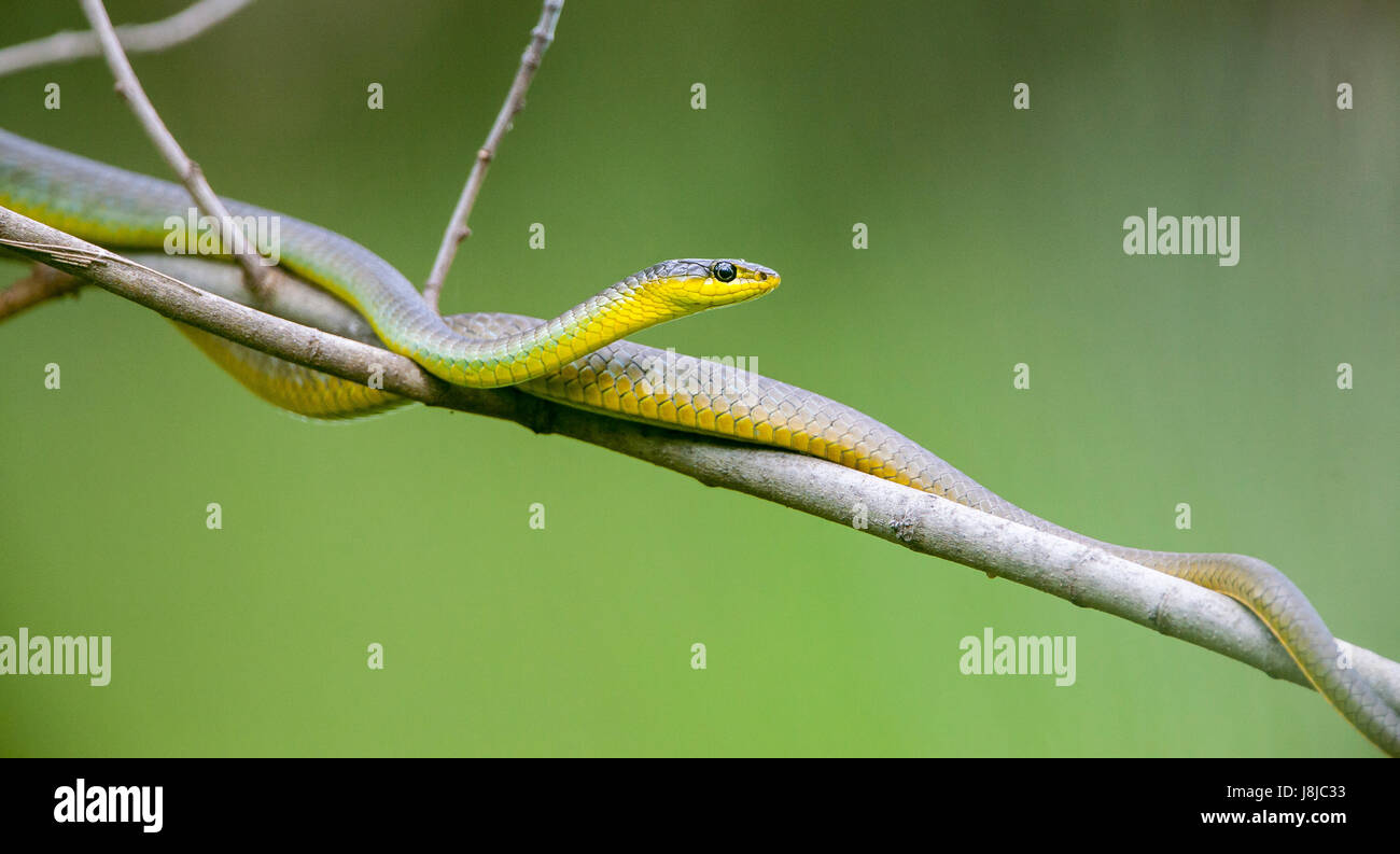Common Tree Snake Stock Photo Alamy