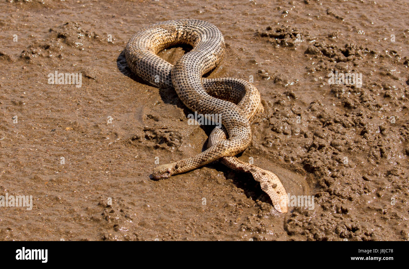 Dubois’ sea snake hi-res stock photography and images - Alamy