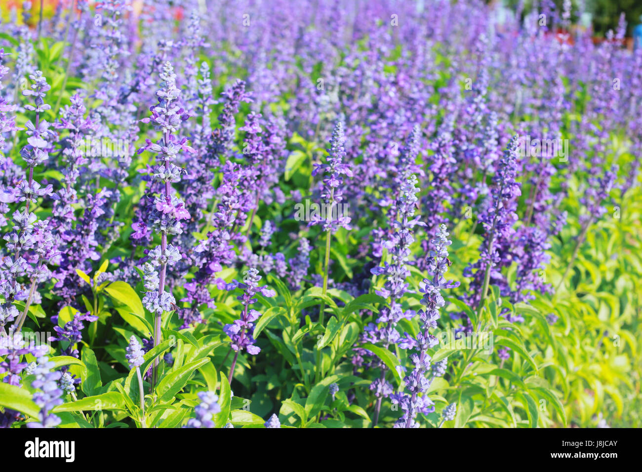 Lavender Flowers Blooming In The Garden For Design Nature Background lavender-flowers-blooming-in-the-garden-for-design-nature-background