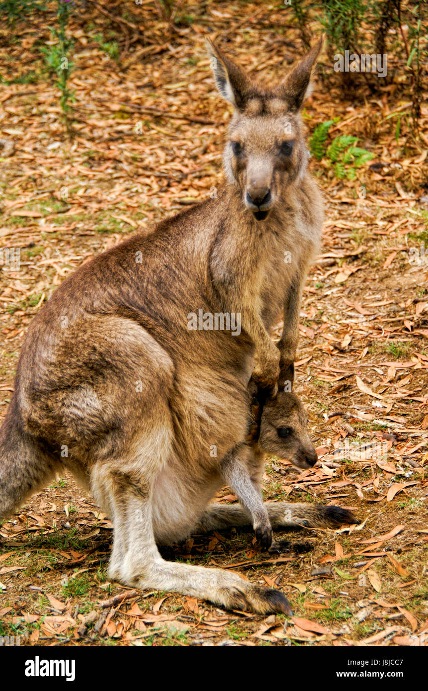 Big kangaroo hires stock photography and images Alamy