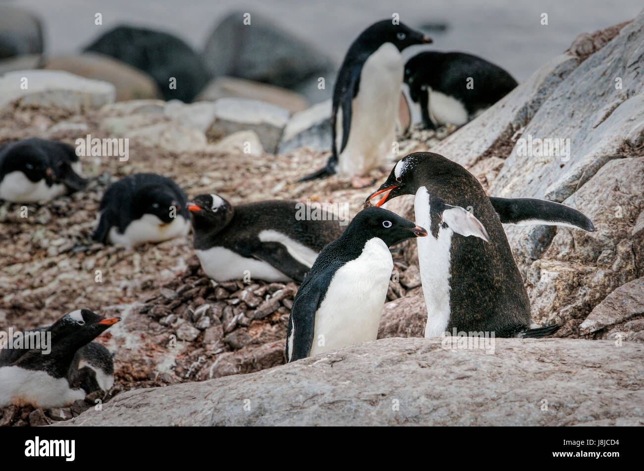 Adelie and Gentoo (orange beak) penguins nesting together on Petermann Island in Antarctica. Stock Photo