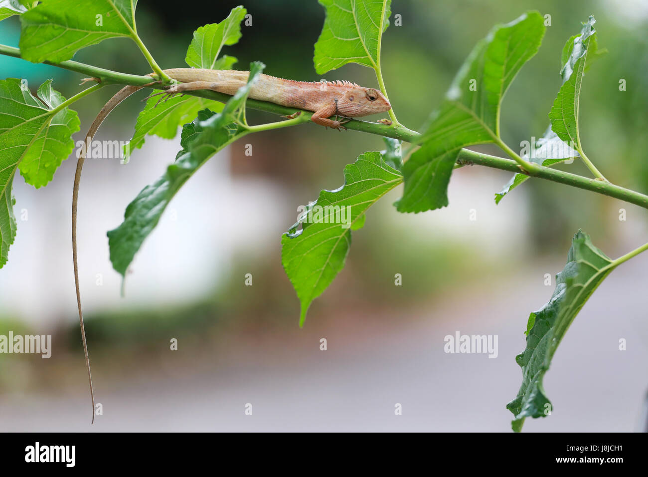 Brown lizard lying on a green branch in the garden Stock Photo - Alamy