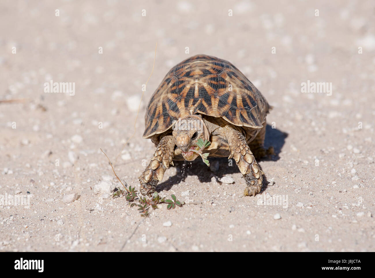 Graf Normalisatie Verdienen Kalahari tent tortoise hi-res stock photography and images - Alamy