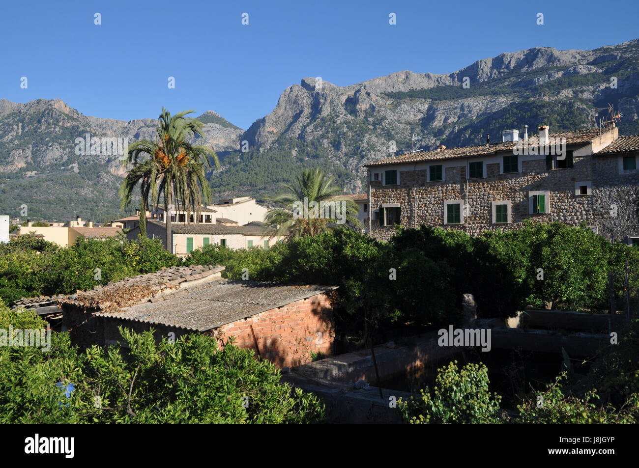 Mallorca palm tree mediterran hi-res stock photography and images - Alamy