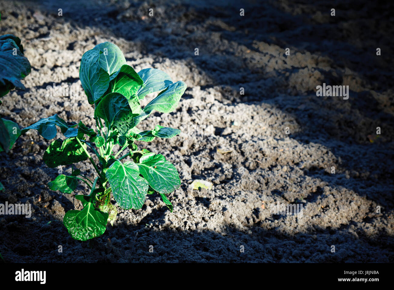 plant, location shot, horizontal, acre, landscape format, brussels