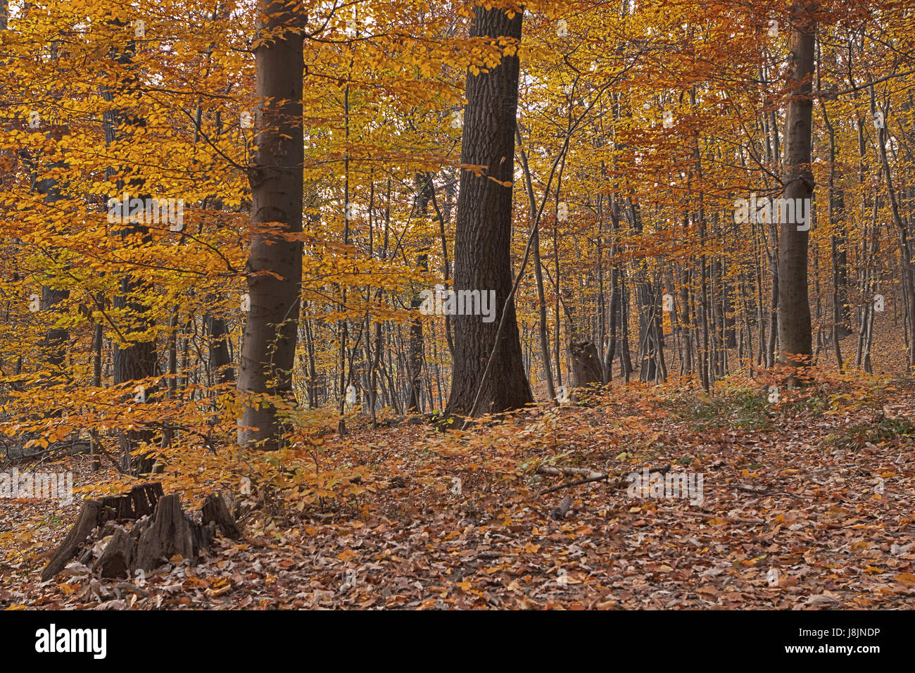 forest in autumn Stock Photo - Alamy