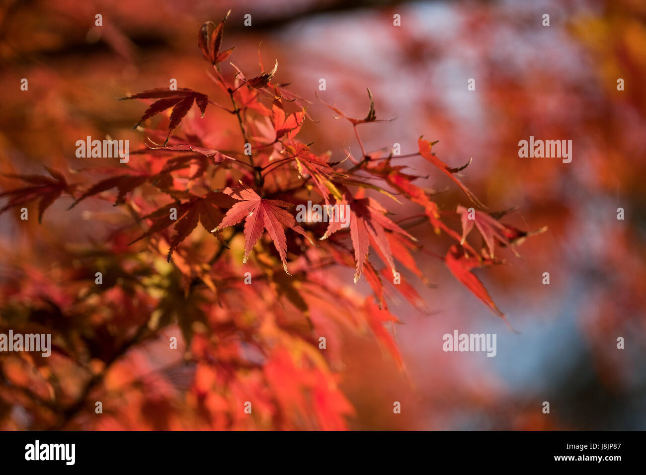 Japanese Red Maple tree in Uji Japan. Stock Photo