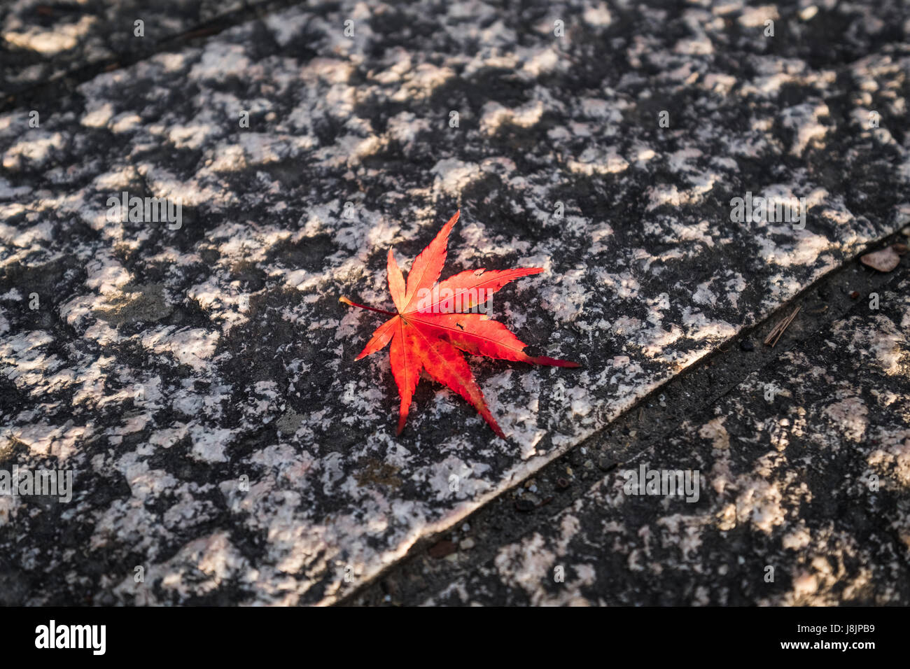 A Japanese Maple leaf on the Uji bridge in Japan. Stock Photo