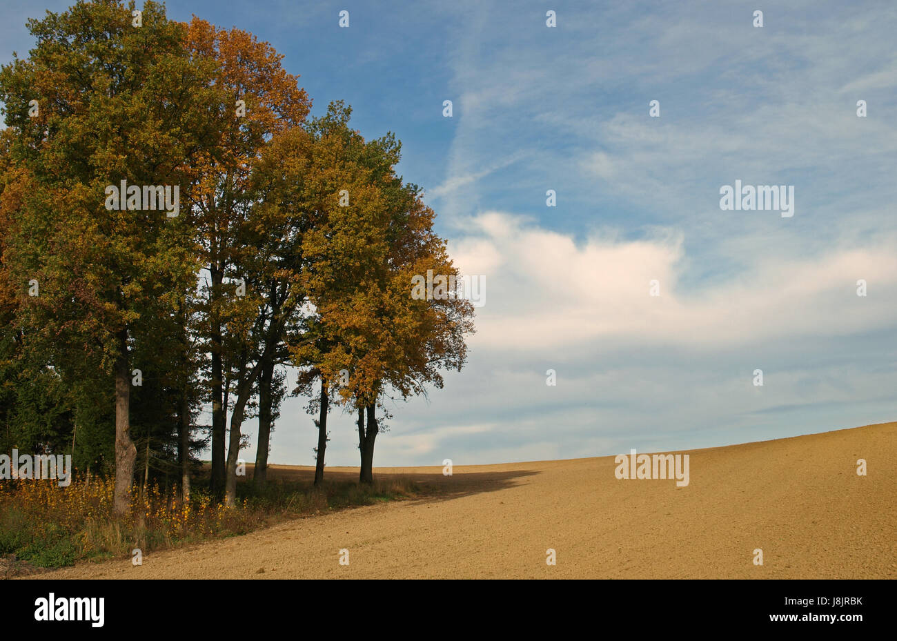tree, cloud, field, clump of trees, autumn foliage, autumn colouring, Stock Photo