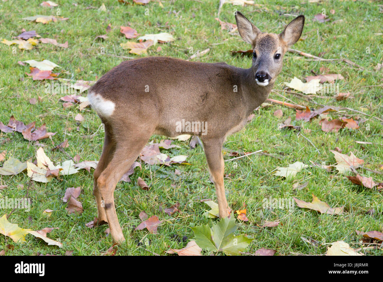 fawn Stock Photo - Alamy