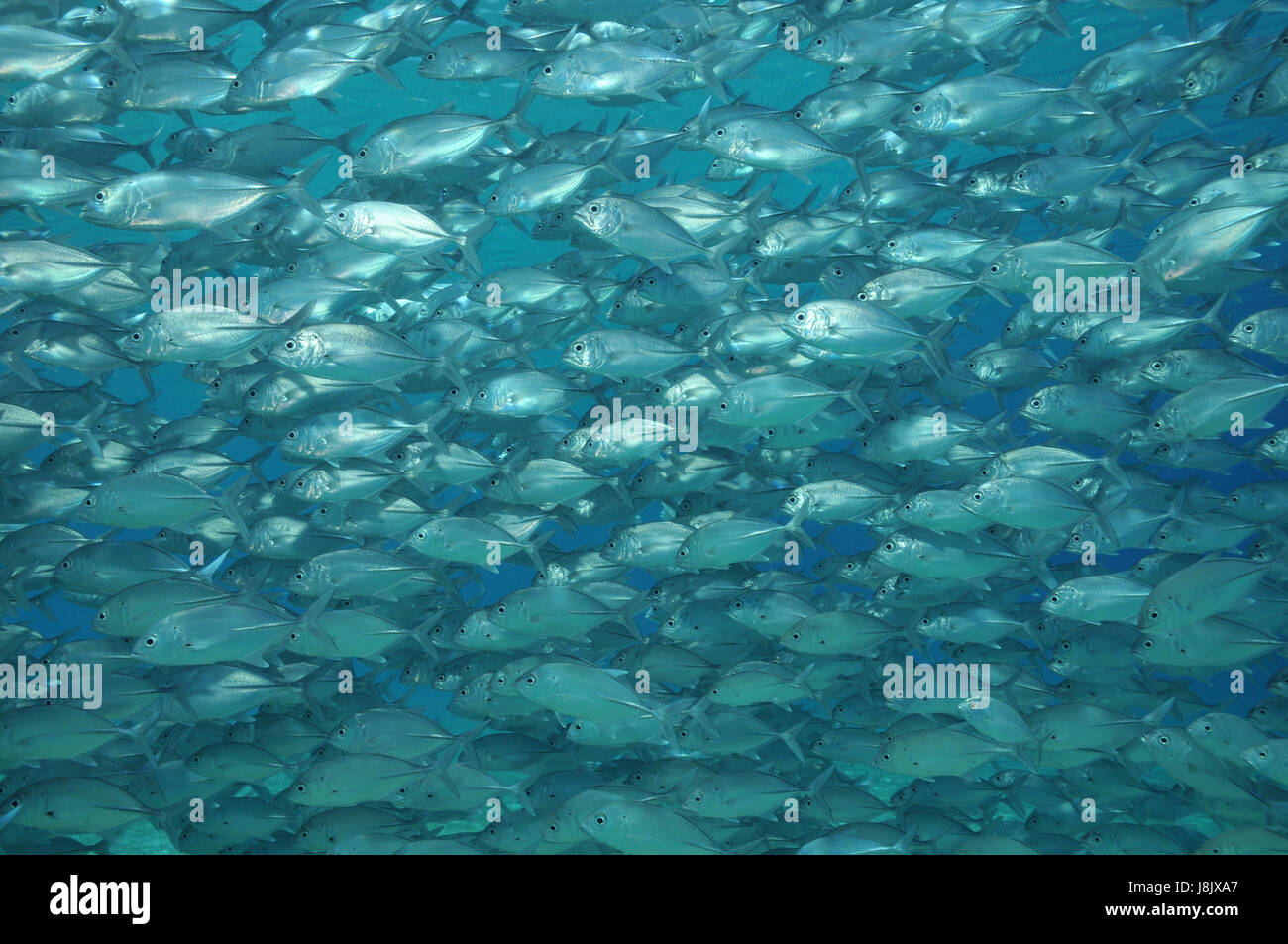 fish, pisces, fishes, mackerel, mackerels, asia, fish, formation, underwater, Stock Photo