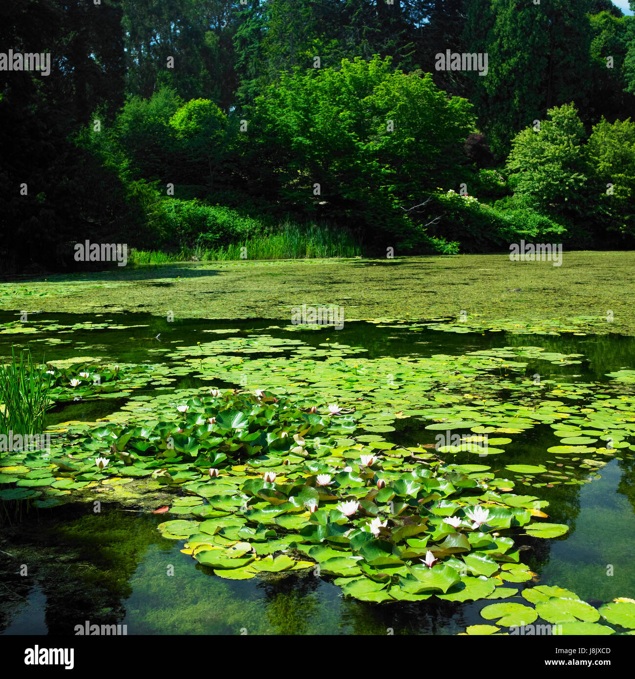 style of construction, architecture, architectural style, flora, botany